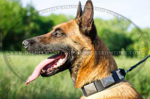 Extraordinary Malinois Leather Collar With Plates