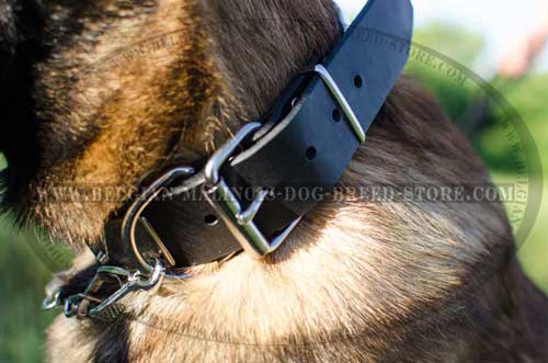 Superb Belgian  Malinois Leather Collar