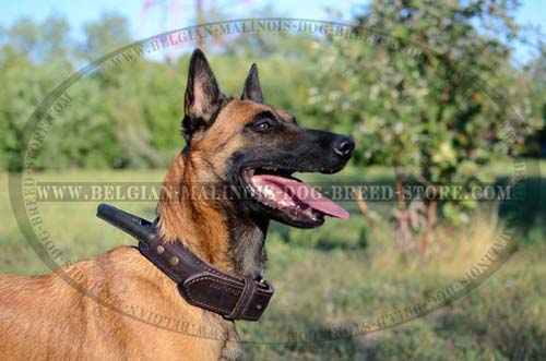 Walking Belgian Malinois Leather Collar