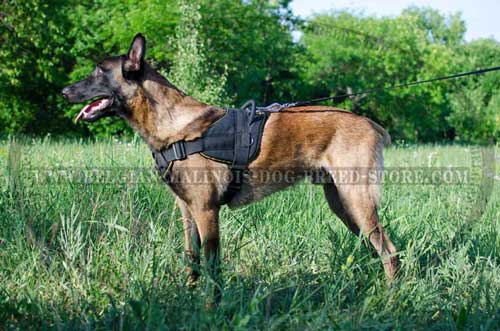 Walking Cane Corso Harness