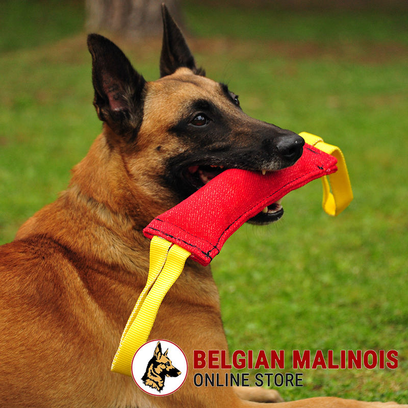 Belgian Malinois puppy tug