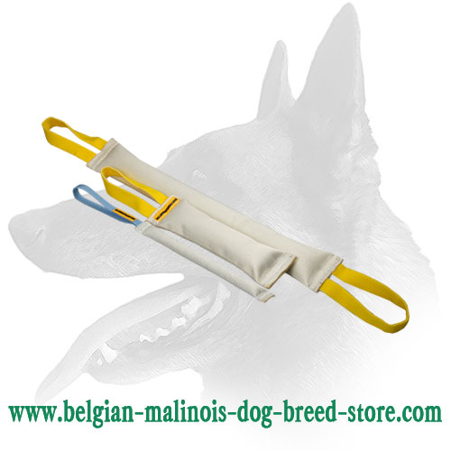 Belgian Malinois Set for Bite Training