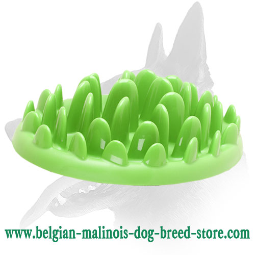 Buy Belgian Malinois Feeder