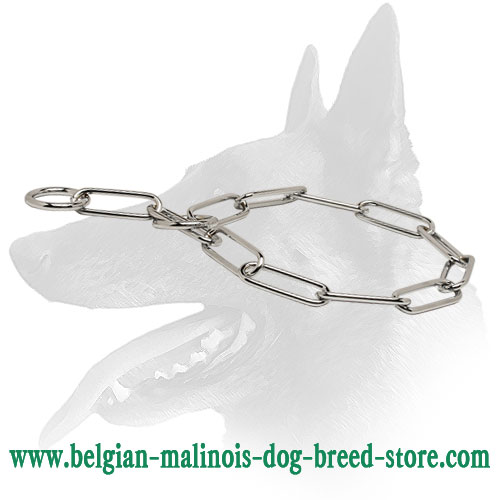 Belgian Malinois Collar Made of Chrome Plated Steel