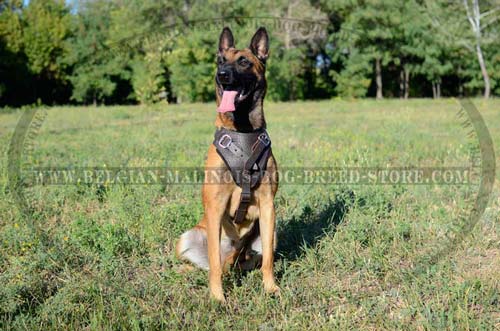 Belgian Malinois wearing Leather Harness