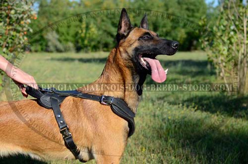 Comfortable Belgian Malinois Dog Harness