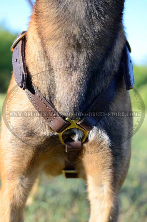 Outstanding Belgian Malinois Dog Leather Harness