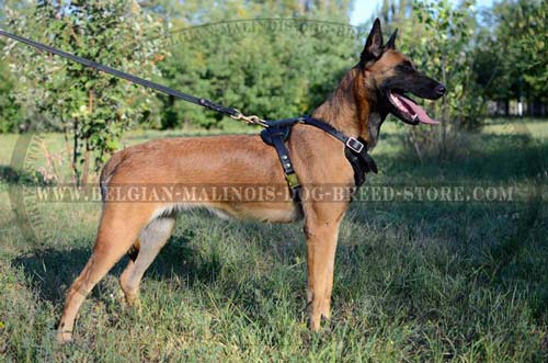 Exclusive Belgian Malinois Dog Leather Harness