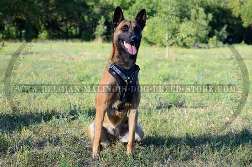 Comfortable Belgian Malinois Dog Leather Harness