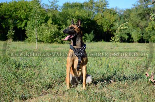 Professional Malinois Dog Leather Harness