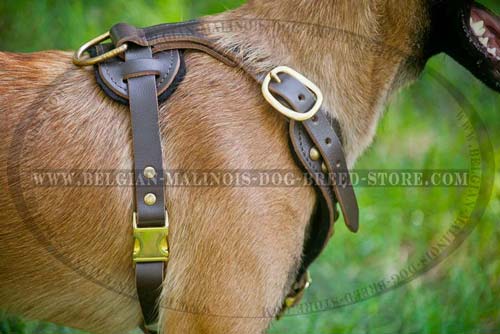 Exclusive Belgian Malinois Dog Leather Harness