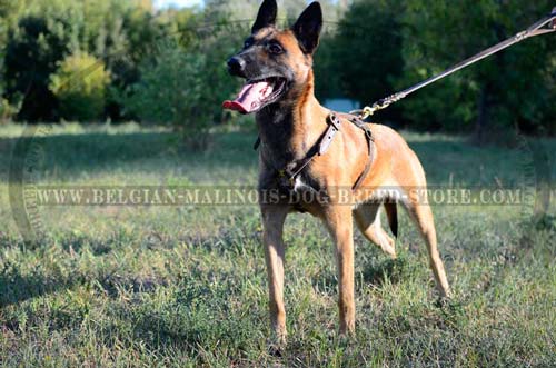 Comfortable Belgian Malinois Dog Harness