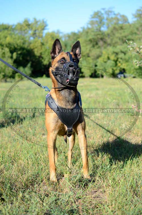 Exclusive Belgian Malinois Dog Leather Harness