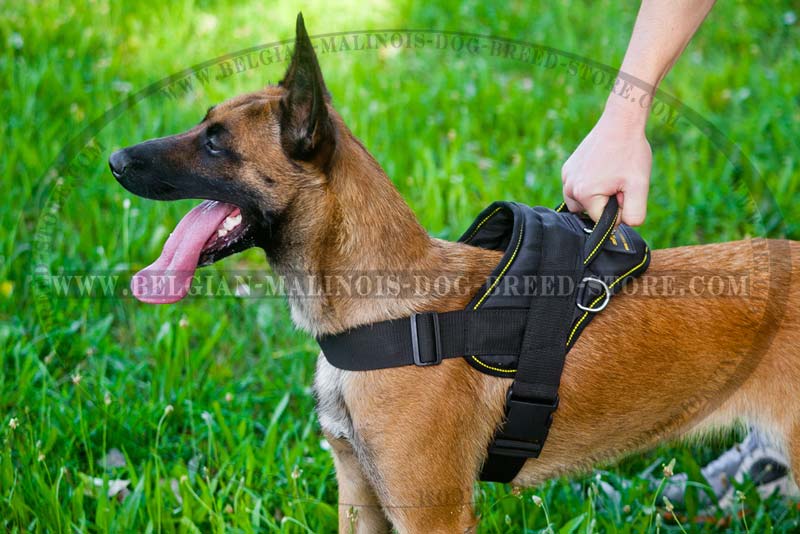 ID Patches for Belgian Malinois Harnesses and Collars : Belgian Malinois  Breed: Dog Harness, Belgian Malinois dog muzzle, Belgian Malinois dog collar,  Dog leash