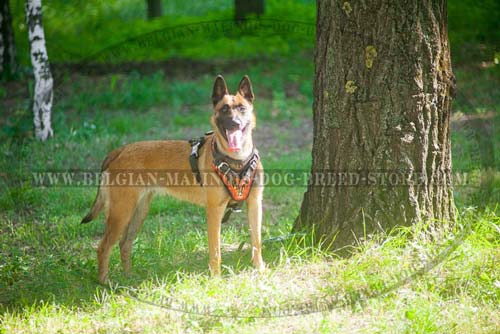 Comfortable Leather Harness