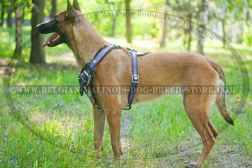 Comfortable Malinois Leather Harness