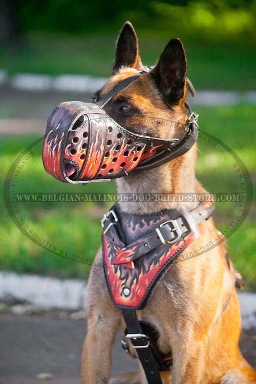 Malinois wearing Flames Painted Harness