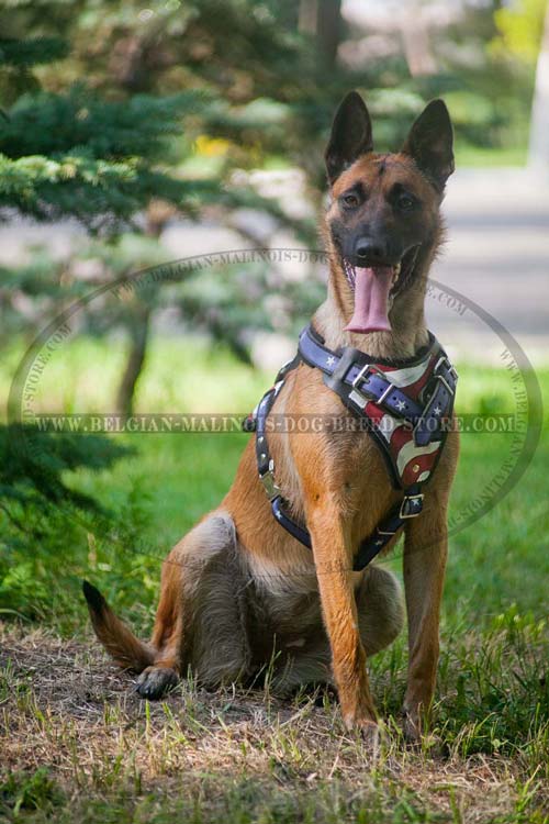 Malinois wearing Leather Harness