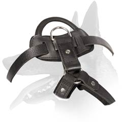 Leather Harness with strong fittings