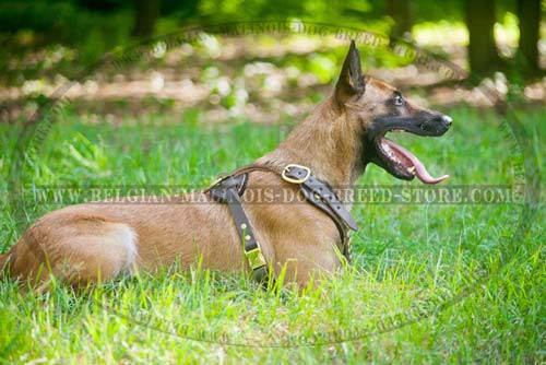 Belgian Malinois Everyday Leather Harness