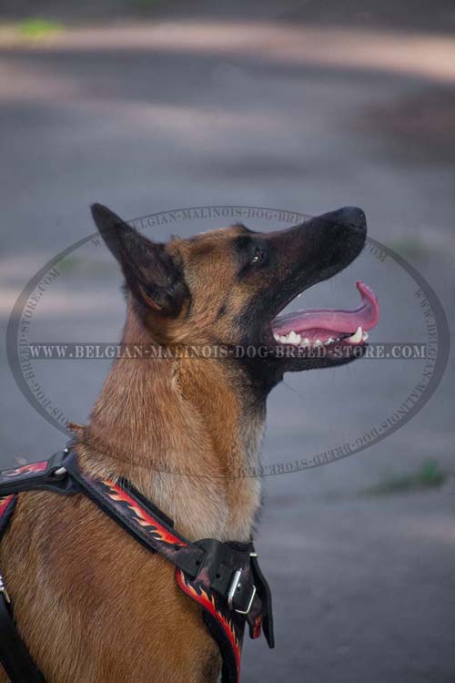 Adjustable Belgian Malinois Leather Harness