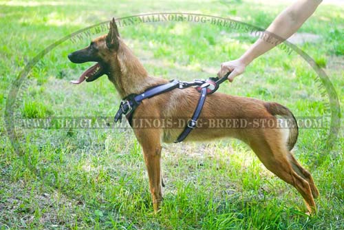 Padded Back Plate on Malinois Leather Harness