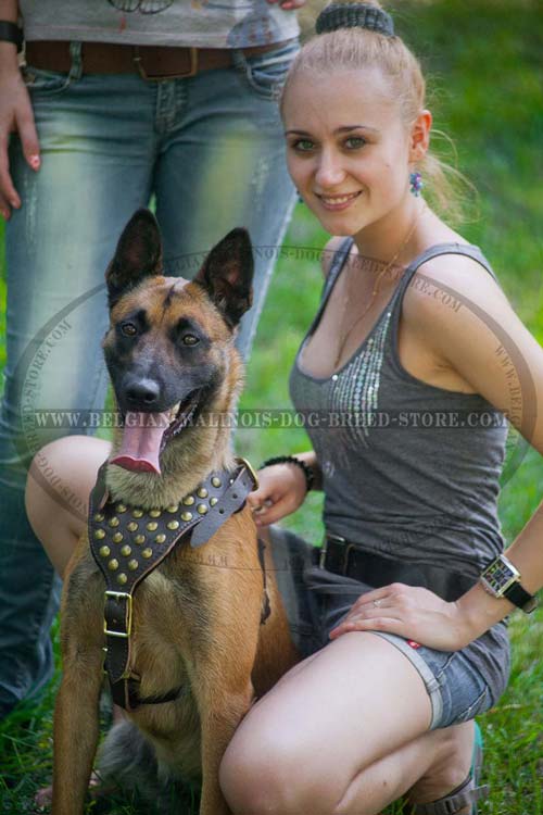 Belgian Malinois Decoarated with Brass Studs Leather Harness