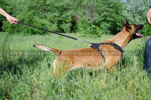 Decorated with Pyramids Malinois Leather Harness