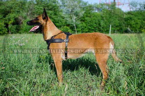 Leather Malinois Harness for Training