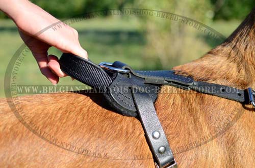 Paddec back plate on Malinois leather harness