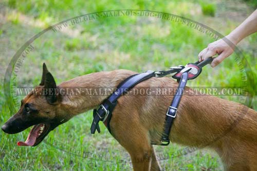 Comfortable handle on Malinois Leather Harness