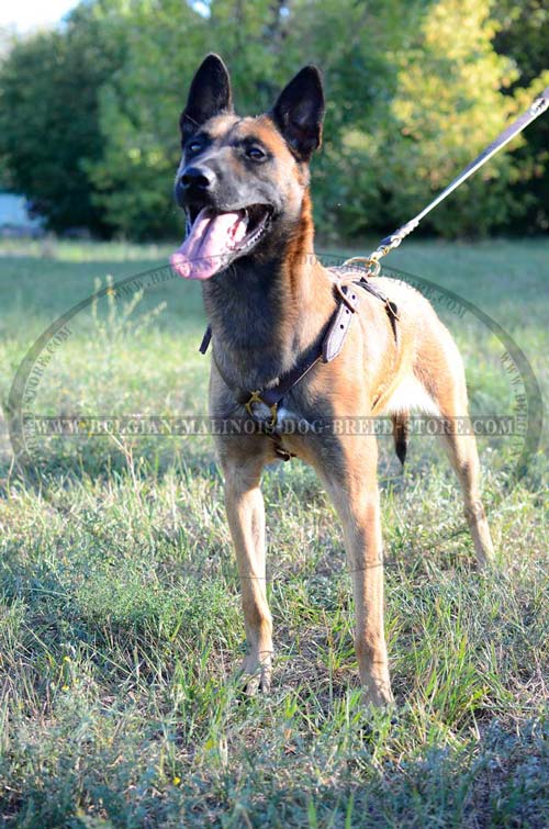 Belgian Malinois dog harness without chest plate