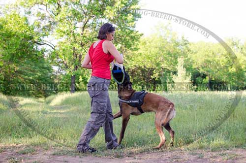 Walking and Training Belgian Malinois Nylon Harness