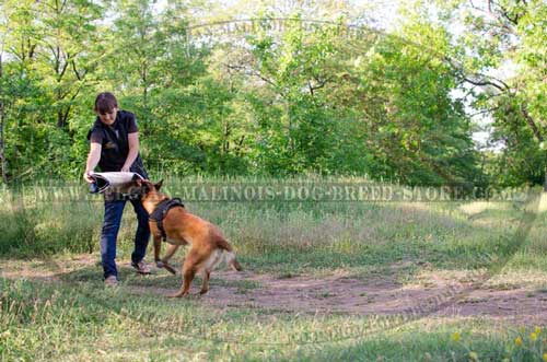 Obedience Training Belgian Malinois Nylon Harness