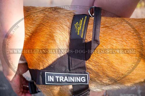 Belgian Malinois Nylon Harness with id patches