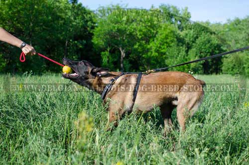 Belgian Malinois Leather Harness for Daily Activities