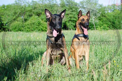 Dog Leather Harness with Brass Hardware