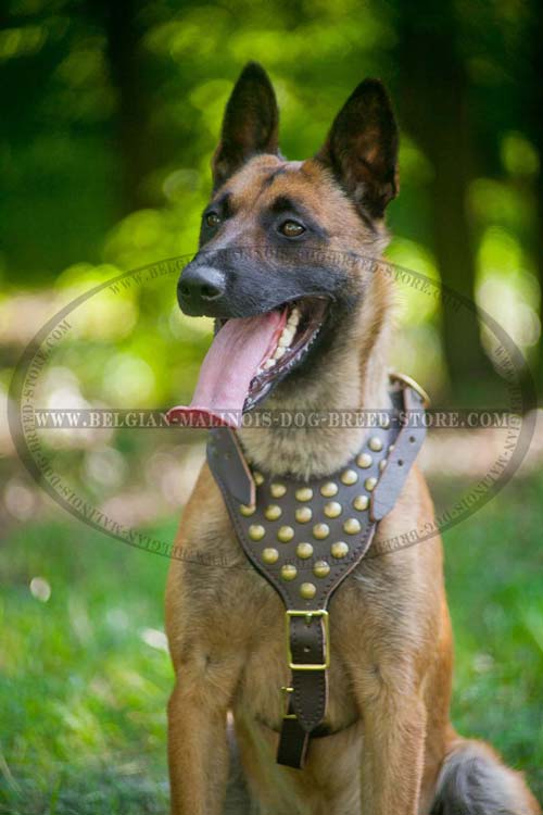 Belgian Malinois Leather Harness with Decorated Chest plate