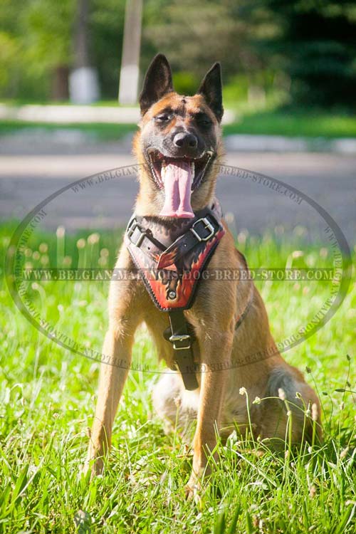 Painted Leather Harness for Belgian Malinois