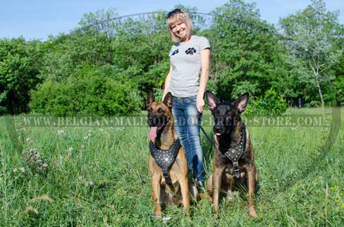 Walking Belgian Malinois Leather Harness