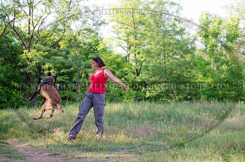 Training Nylon Reflective Belgian Malinois  Harness