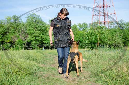 Training Malinois Nylon Harness and Ultimate Training Vest