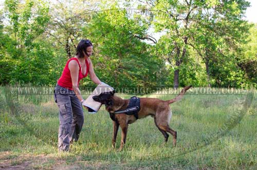  Belgian Malinois Nylon Harness for Everyday Training