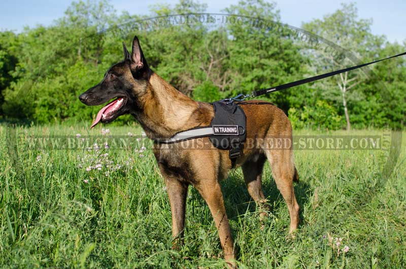 ID Patches for Belgian Malinois Harnesses and Collars : Belgian Malinois  Breed: Dog Harness, Belgian Malinois dog muzzle, Belgian Malinois dog collar,  Dog leash