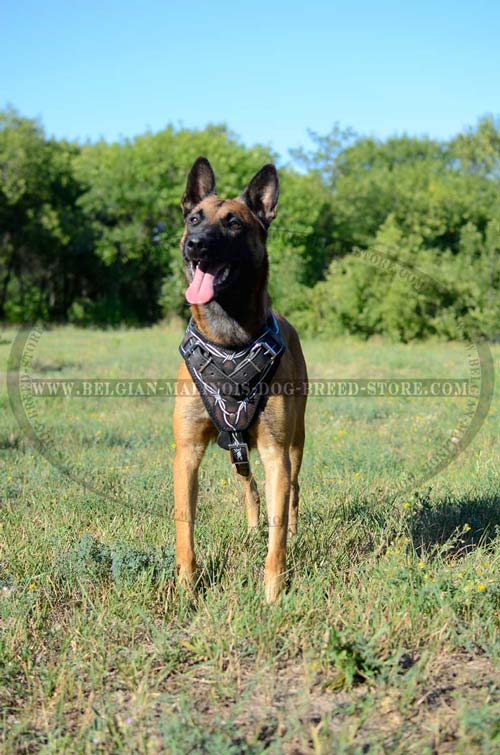 Unique Malinois Leather Harness