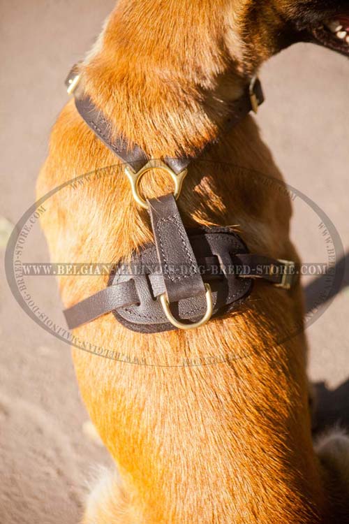 Exclusive Leather Harness