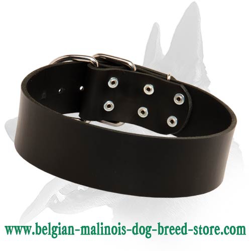 Simple design Leather Collar for Belgian Malinois
