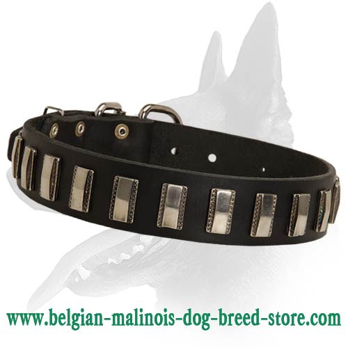 Decorated Leather Collar for Belgian Malinois
