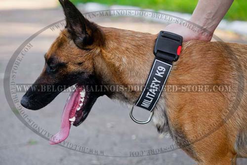 All weather Nylon Collar with patches for Belgian Malinois