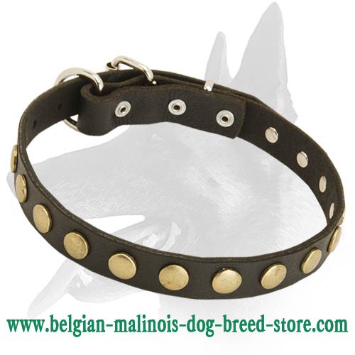 Leather Collar with brass circles for Belgian Malinois